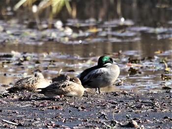 ヨシガモ 見沼自然公園 2021年12月9日(木)