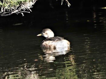 カイツブリ 見沼自然公園 2021年12月9日(木)