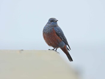 Blue Rock Thrush 北海道 函館市 志海苔漁港 Wed, 12/8/2021