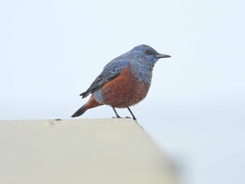 Blue Rock Thrush 北海道 函館市 志海苔漁港 Wed, 12/8/2021