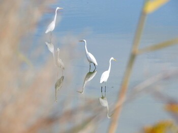 Great Egret 奈良県広大寺池 Thu, 11/4/2021