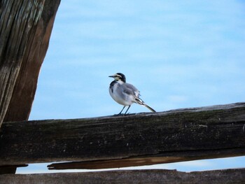 White Wagtail 奈良県広大寺池 Thu, 11/4/2021