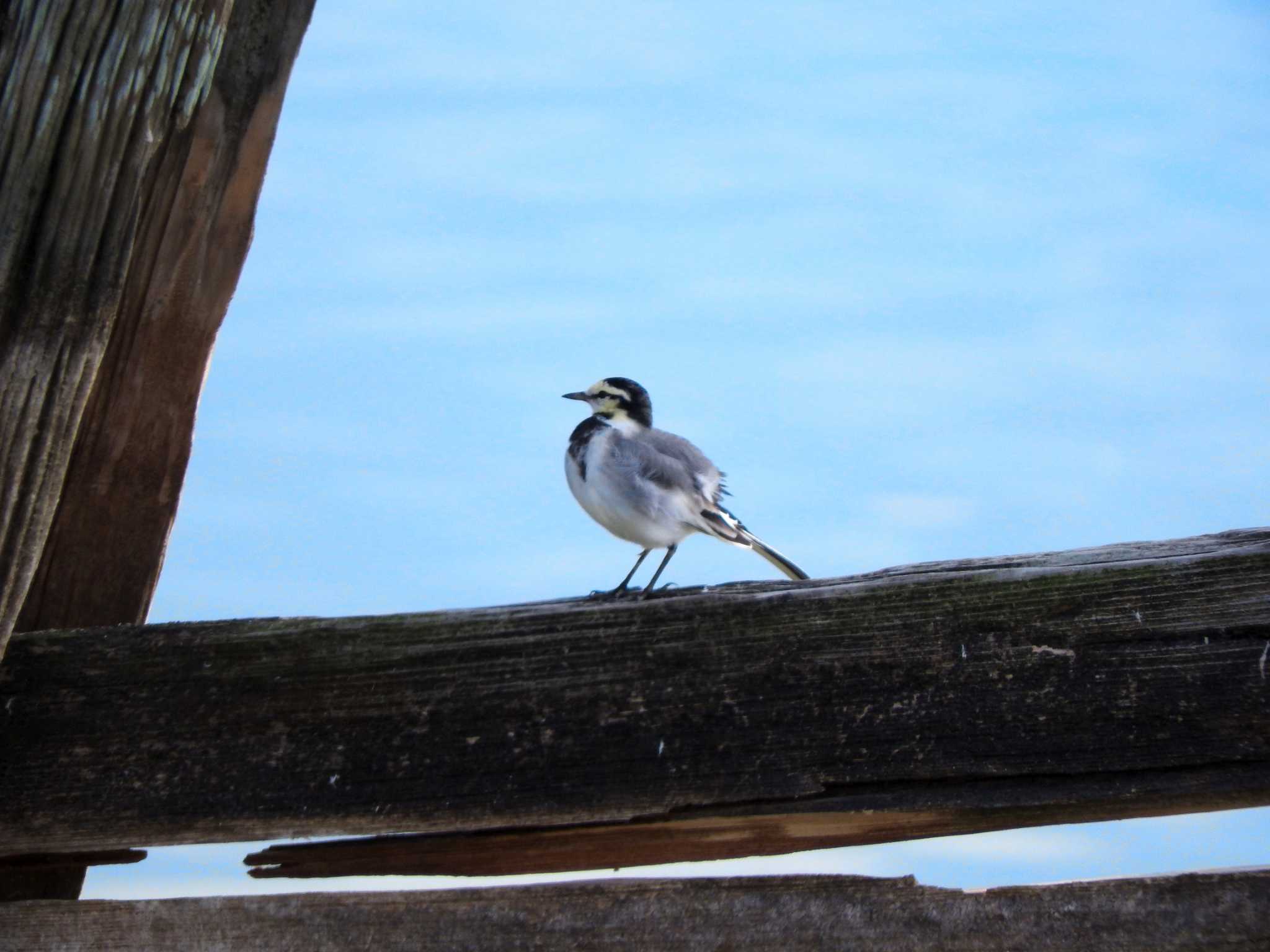 White Wagtail