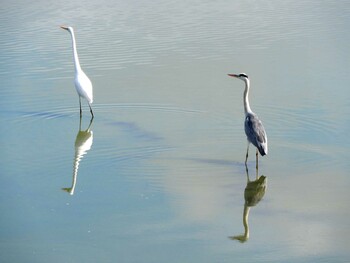 Grey Heron 奈良県広大寺池 Thu, 11/4/2021