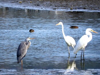 Grey Heron 奈良県広大寺池 Thu, 11/4/2021