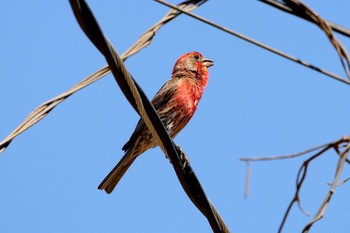 House Finch