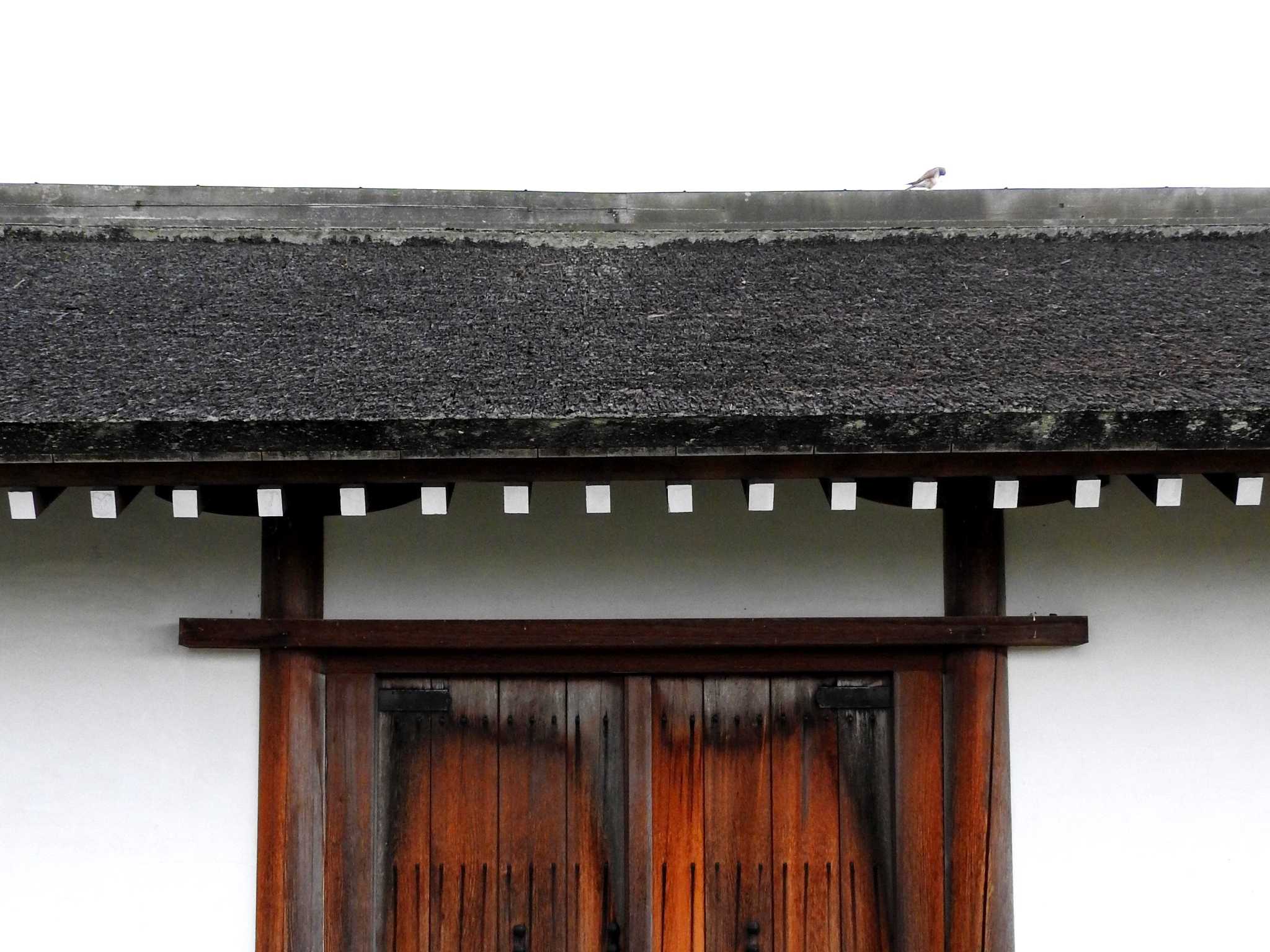 屋根の上のチョウゲンボウ by nｰ notari