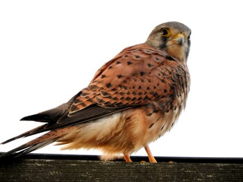 Common Kestrel 平城宮跡 Thu, 11/4/2021