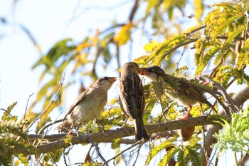 House Sparrow Puerto Los Cabos (Mexico) Sat, 5/6/2017