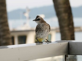 Yellow-vented Bulbul コタキナバル Sun, 8/26/2018