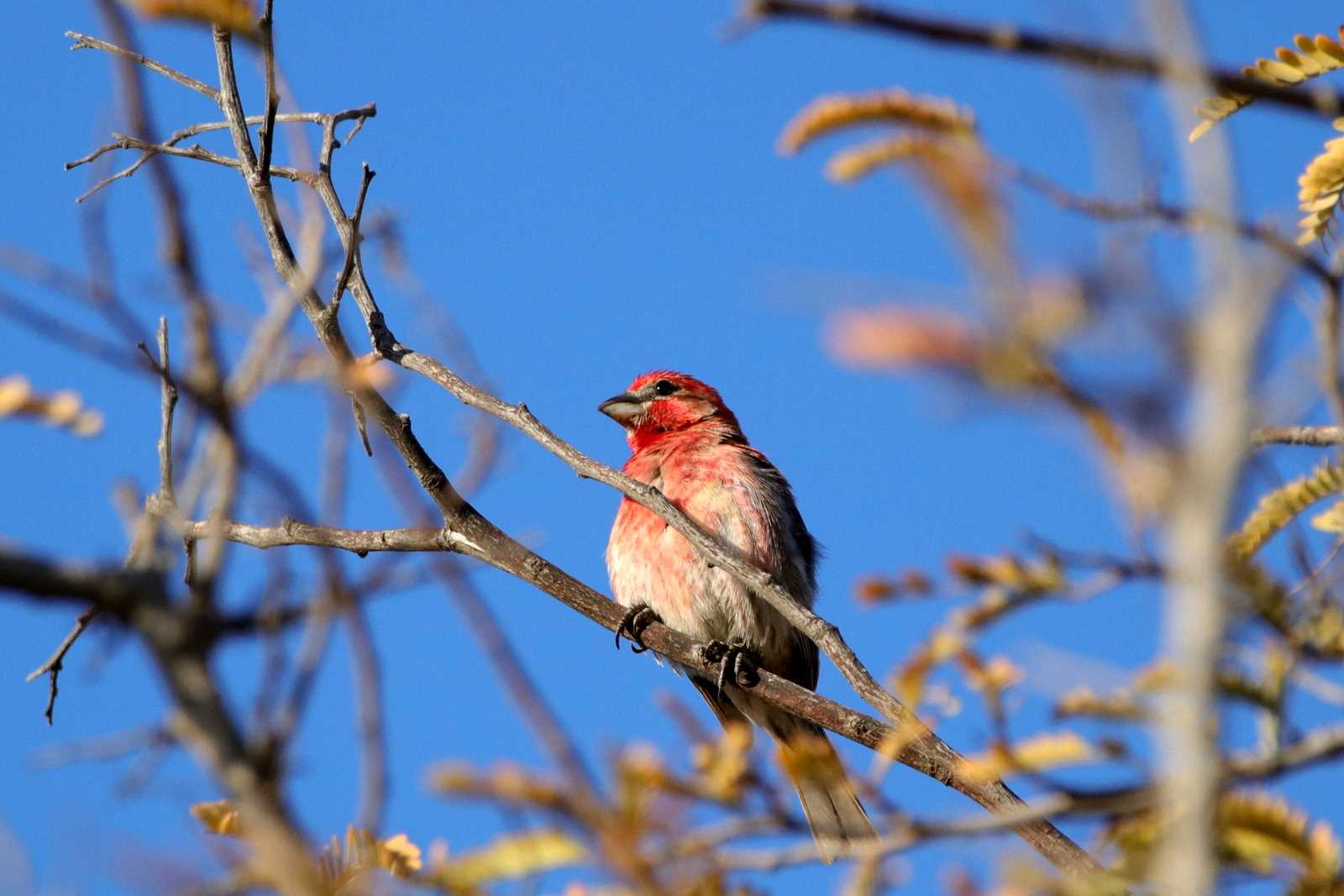 Photo of House Finch at Puerto Los Cabos (Mexico) by とみやん