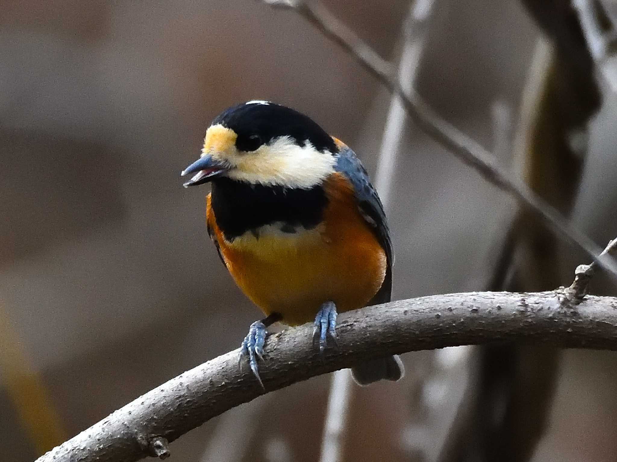 Photo of Varied Tit at 愛知県森林公園 by よつくん