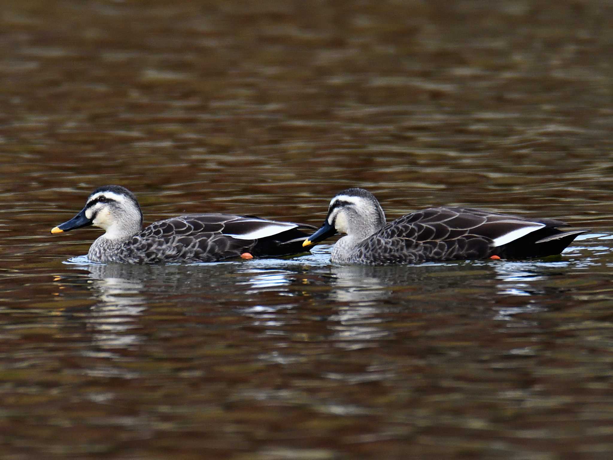 Photo of Eastern Spot-billed Duck at 愛知県森林公園 by よつくん