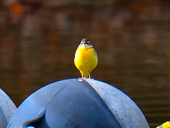 キセキレイ 愛知県森林公園 2021年12月5日(日)