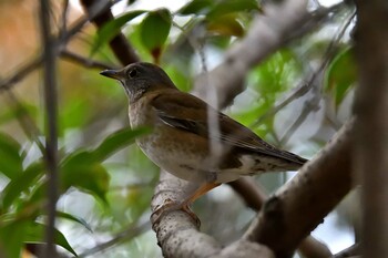 シロハラ 愛知県森林公園 2021年12月5日(日)