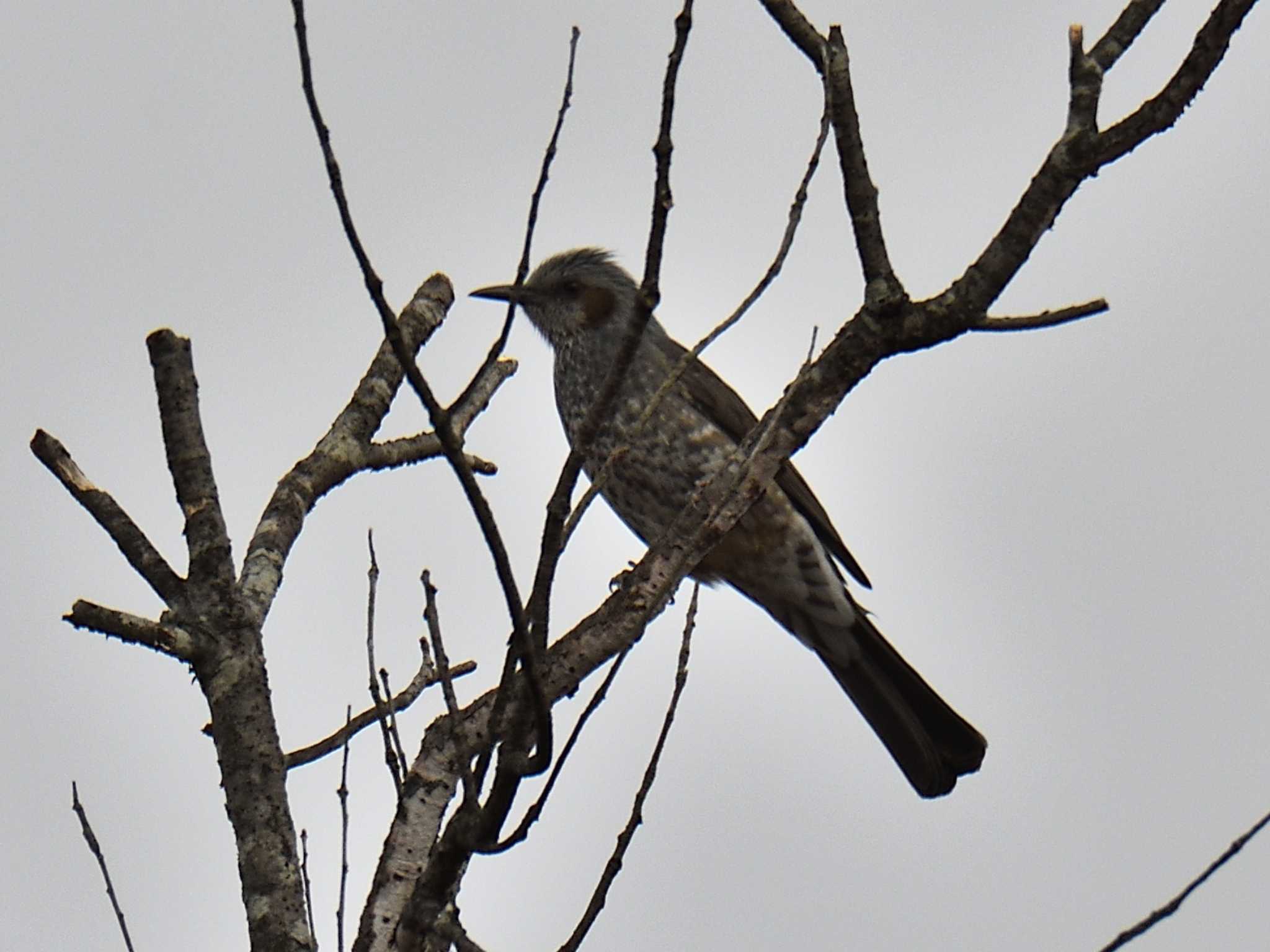 Photo of Brown-eared Bulbul at 愛知県森林公園 by よつくん