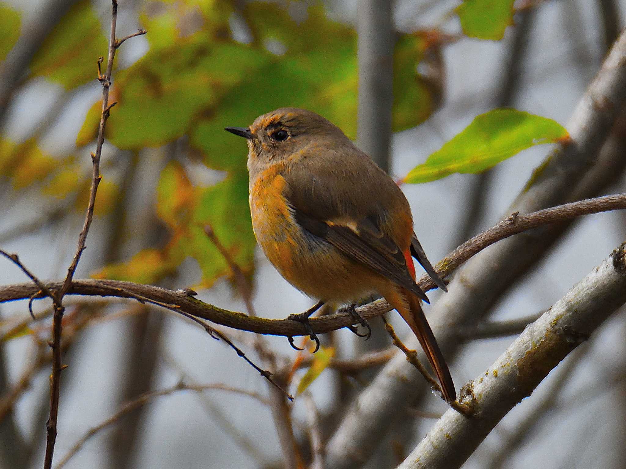 愛知県森林公園 ジョウビタキの写真 by よつくん