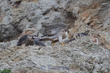 Peregrine Falcon 湘南 Sat, 5/18/2019