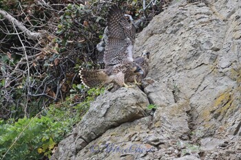 Peregrine Falcon 湘南 Sat, 5/18/2019