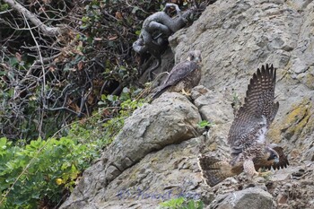 Peregrine Falcon 湘南 Sat, 5/18/2019