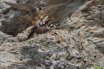 Peregrine Falcon 湘南 Sat, 5/18/2019