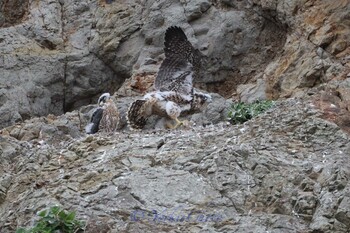 Peregrine Falcon 湘南 Thu, 5/9/2019