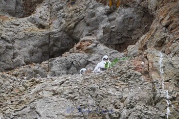 Peregrine Falcon 湘南 Fri, 5/3/2019