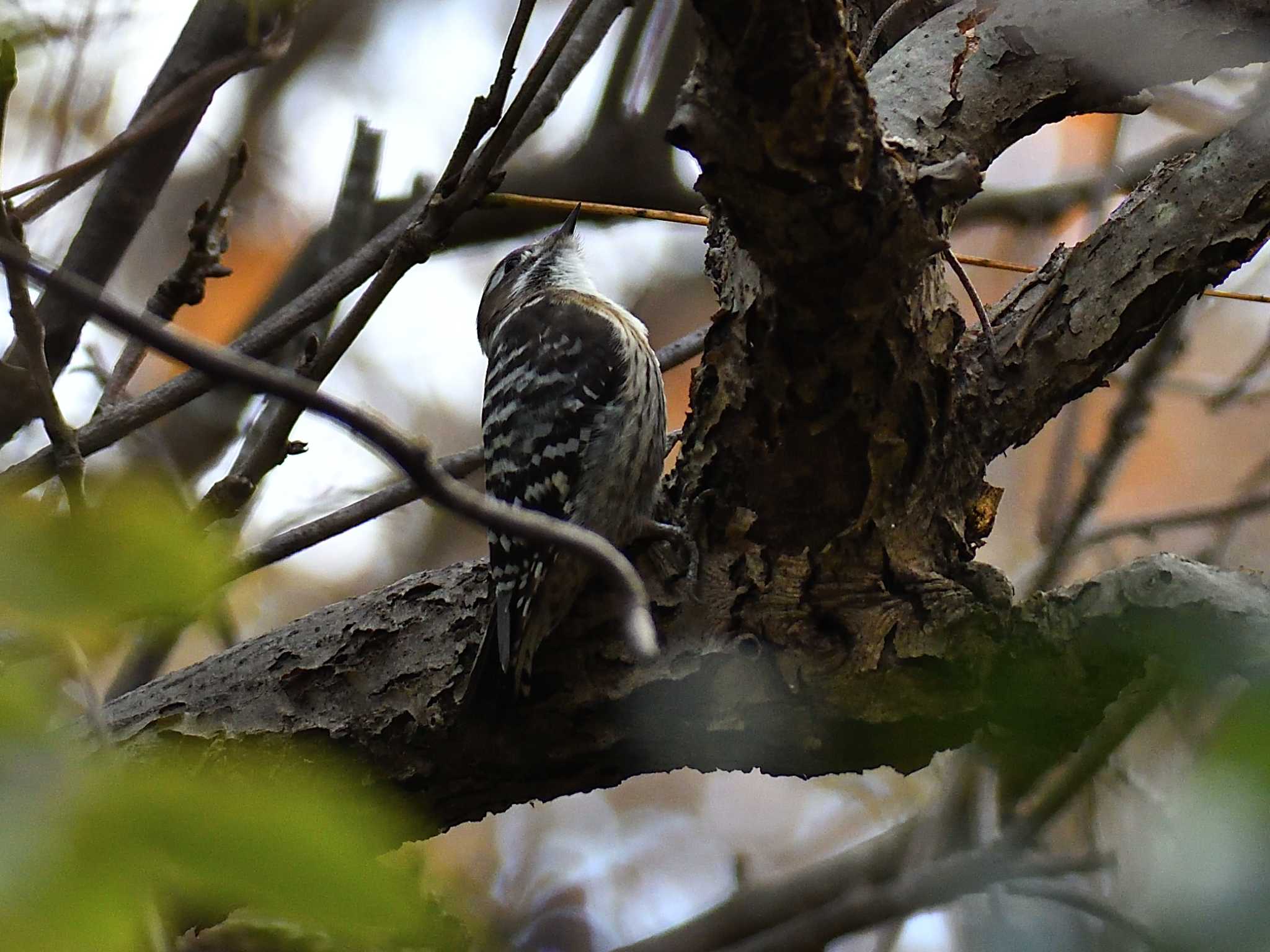 Photo of Japanese Pygmy Woodpecker at 愛知県森林公園 by よつくん