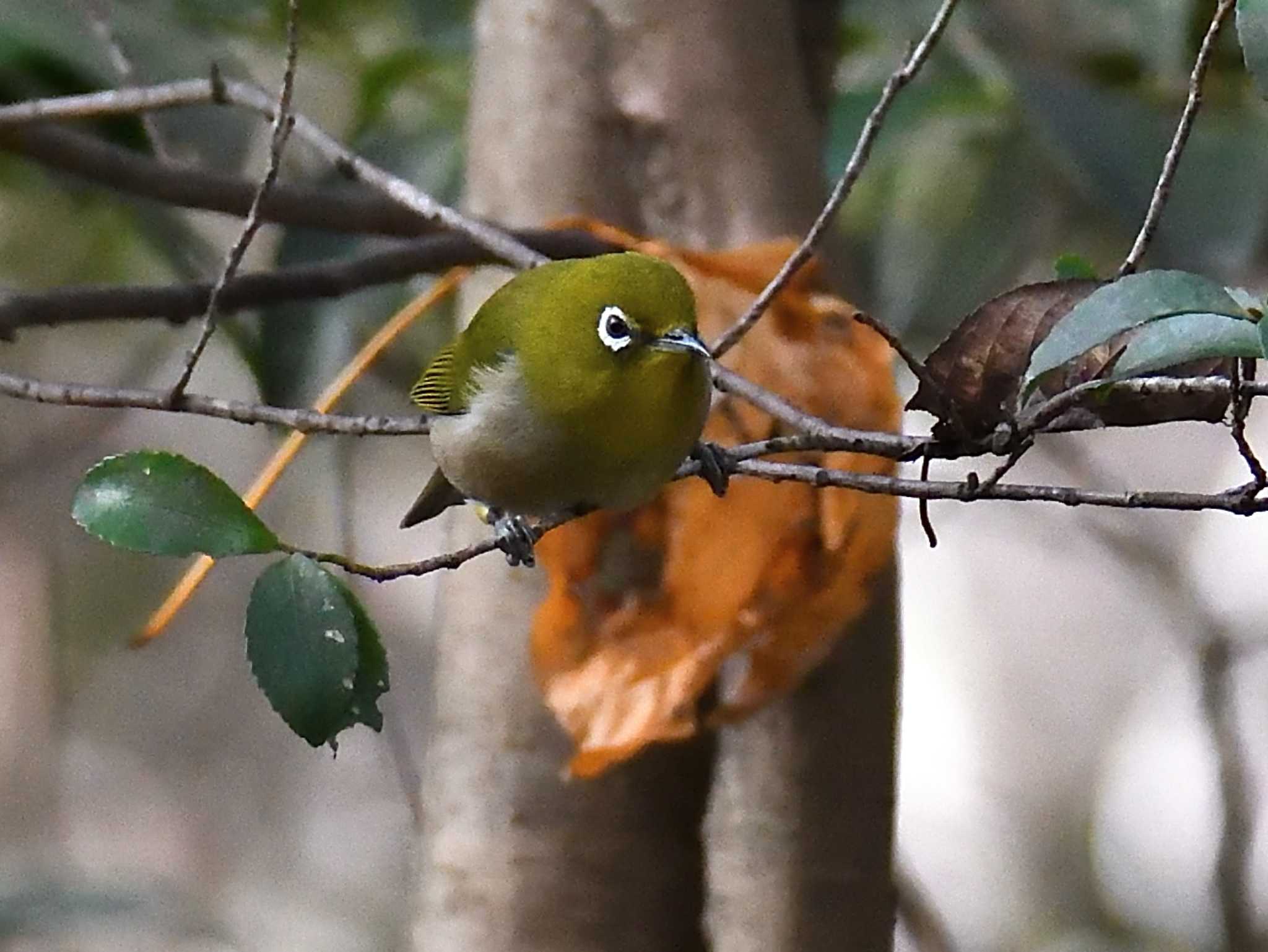 Photo of Warbling White-eye at 愛知県森林公園 by よつくん