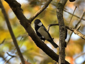 シジュウカラ 愛知県森林公園 2021年12月5日(日)