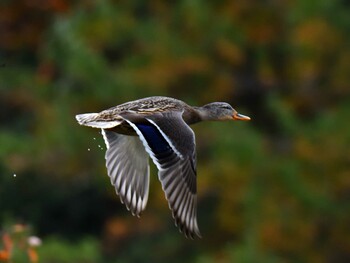 マガモ 愛知県森林公園 2021年12月5日(日)