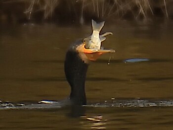 2021年12月5日(日) 愛知県森林公園の野鳥観察記録