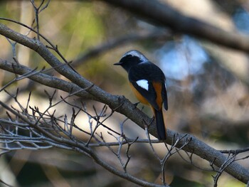 ジョウビタキ 愛知県森林公園 2021年11月15日(月)