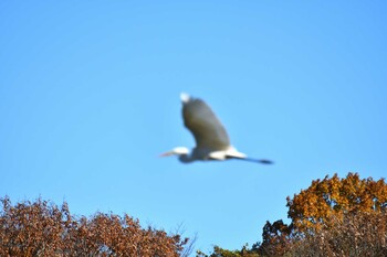 ダイサギ 愛知県森林公園 2021年12月2日(木)