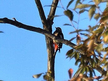 アカゲラ 愛知県森林公園 2021年12月2日(木)