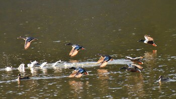 マガモ 愛知県森林公園 2021年12月2日(木)