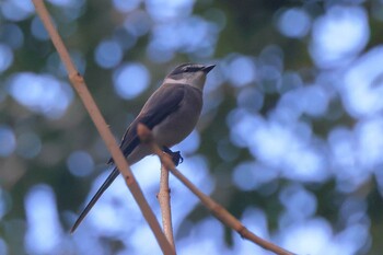 Ryukyu Minivet Higashitakane Forest park Fri, 12/10/2021