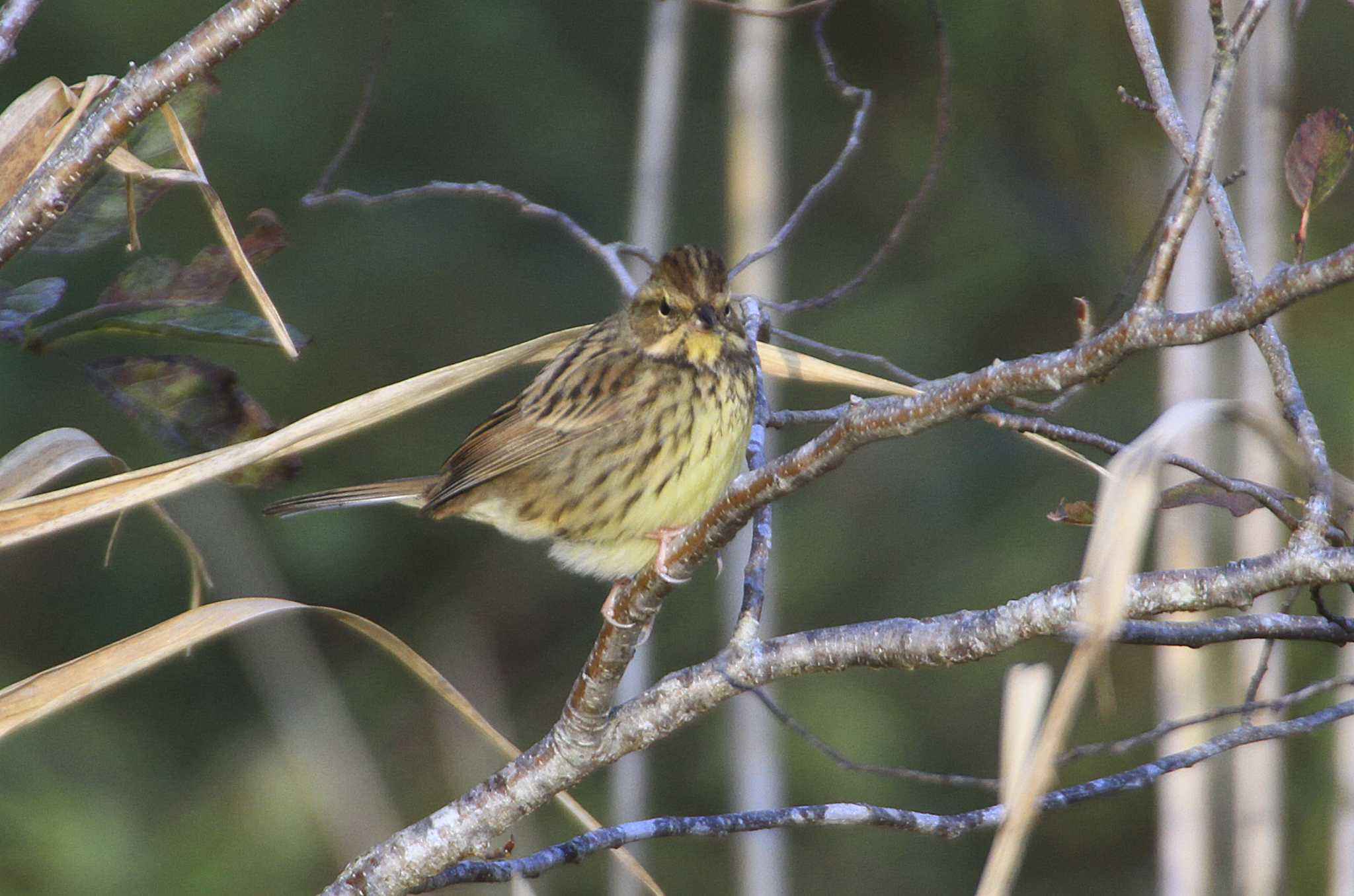 Masked Bunting