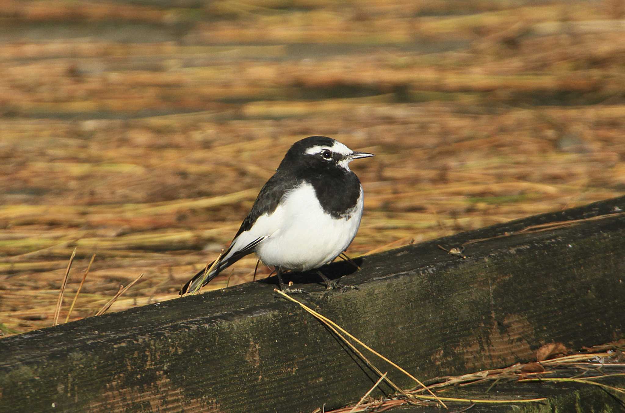 Japanese Wagtail