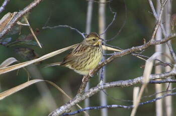 2021年12月9日(木) 和田公園(稲敷市)の野鳥観察記録