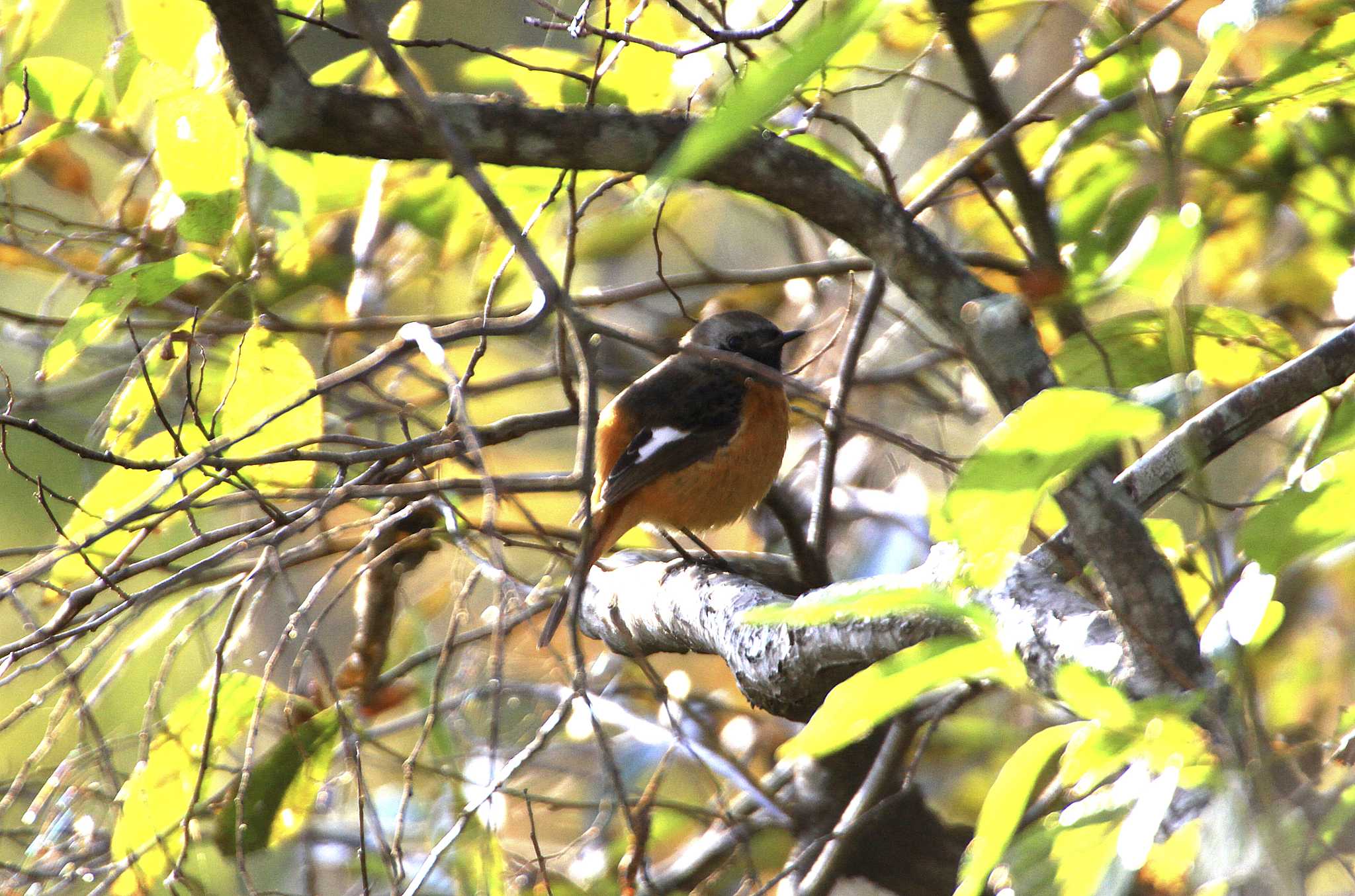 Daurian Redstart