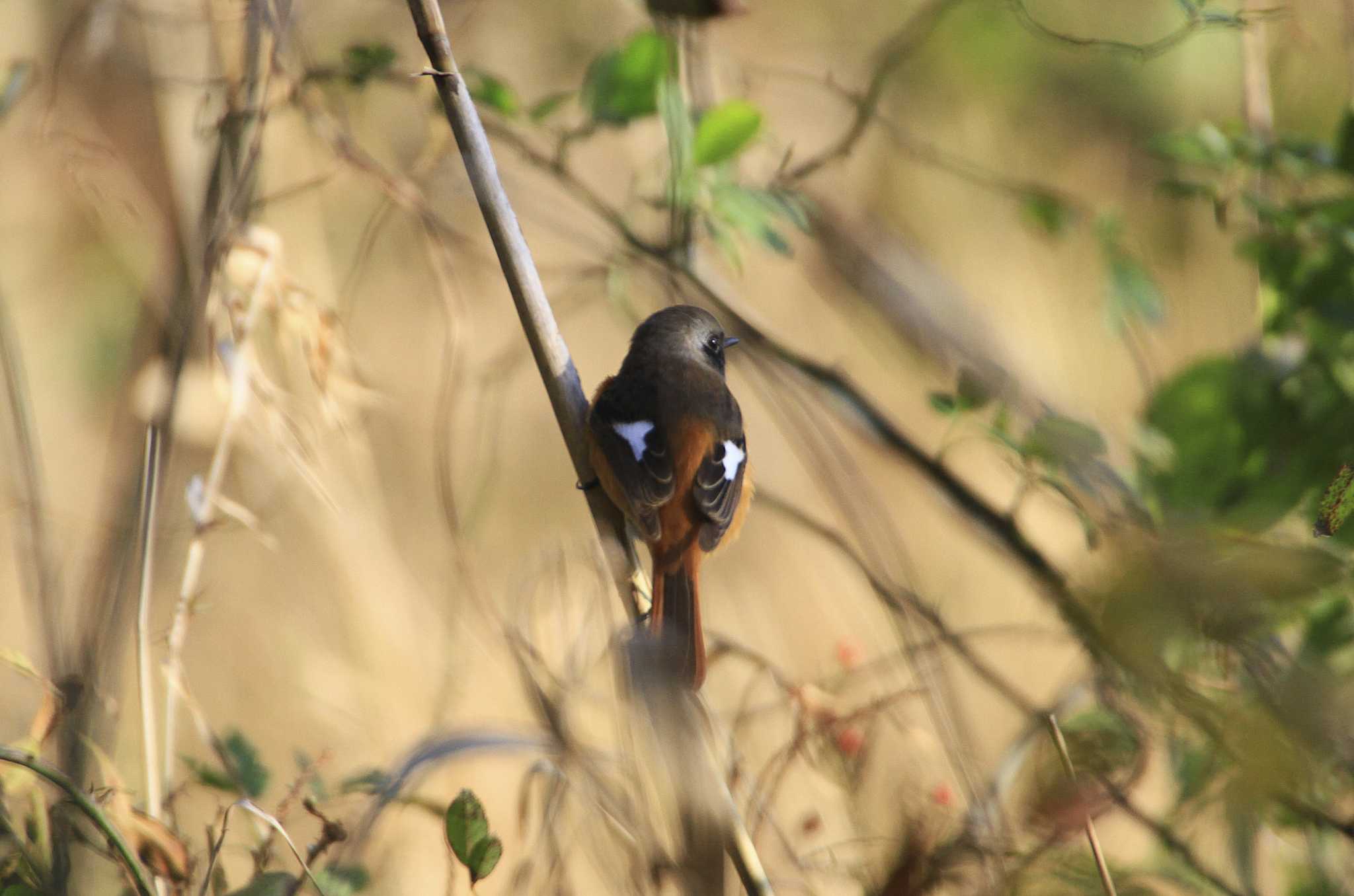 Daurian Redstart