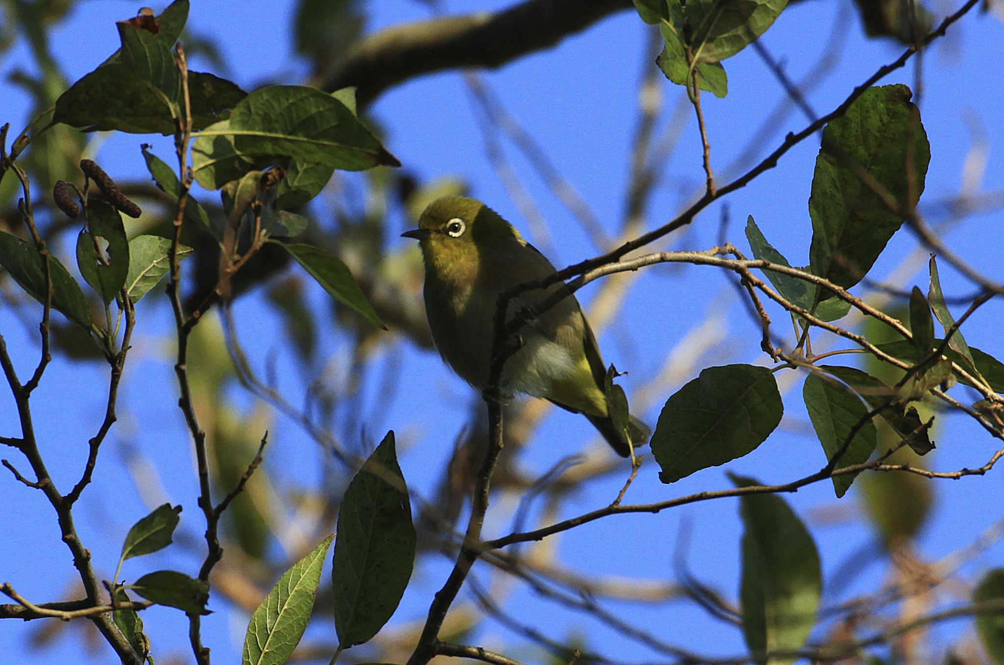 Warbling White-eye