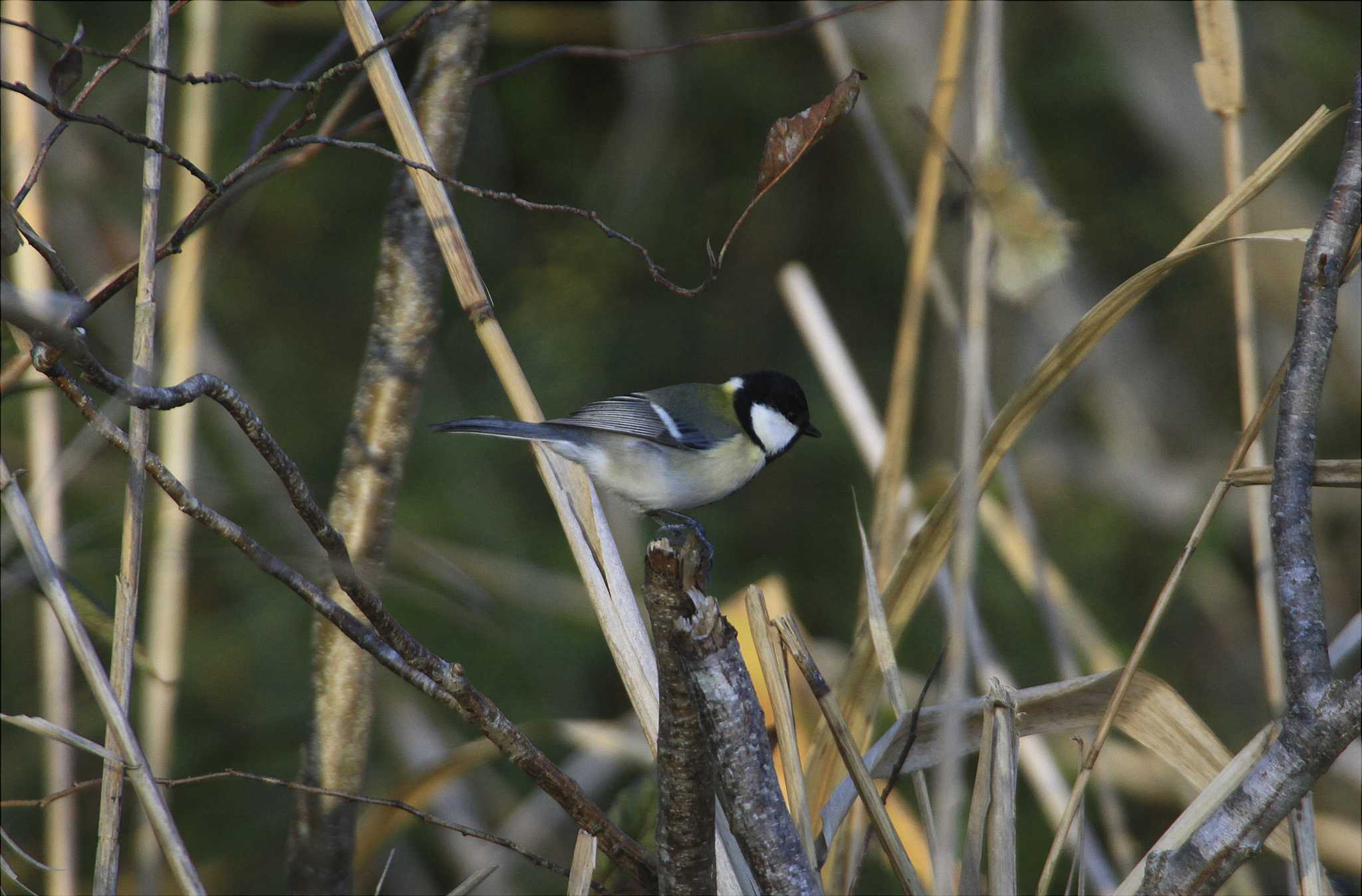 Japanese Tit