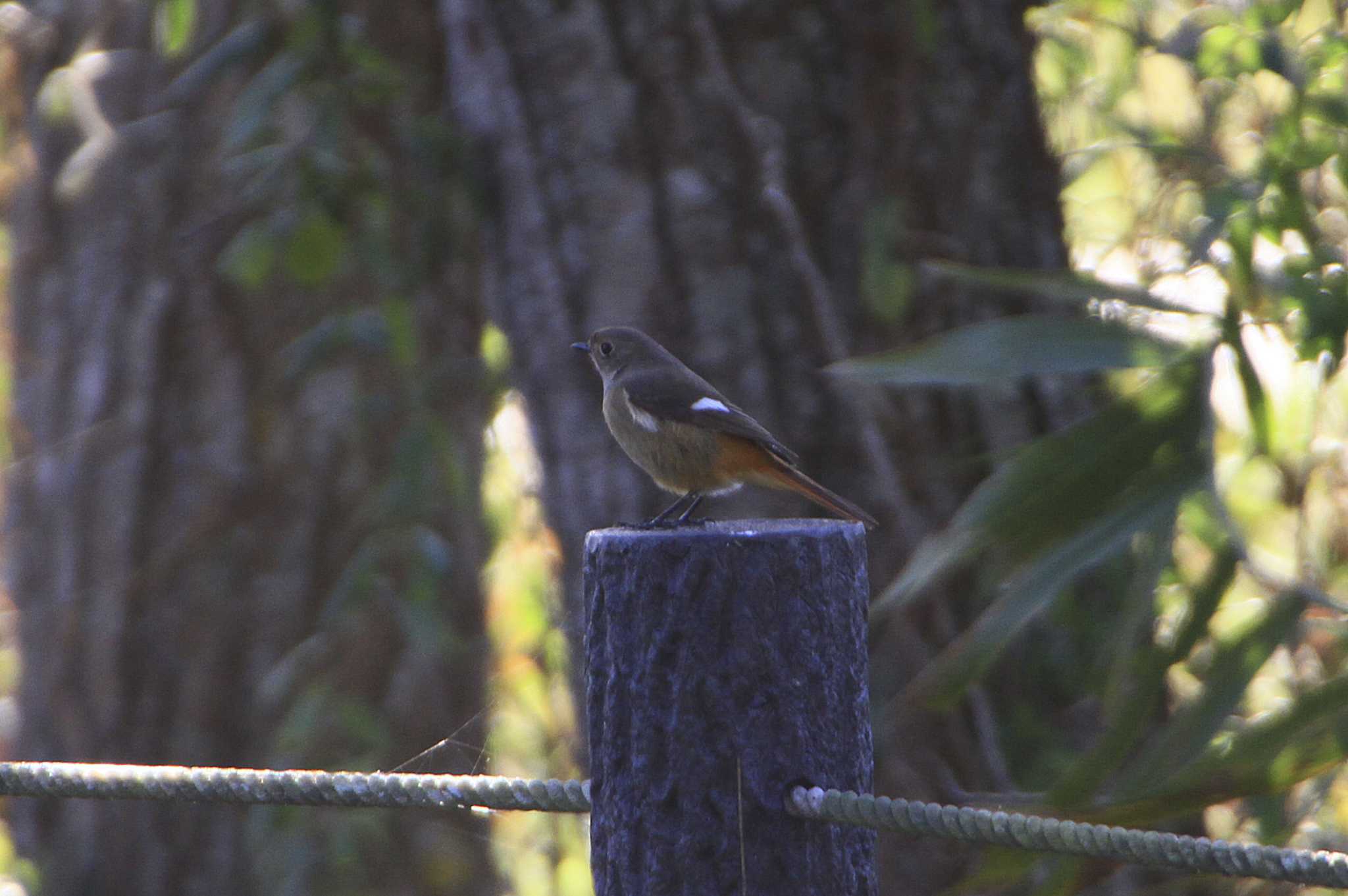 Daurian Redstart