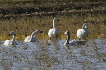 2021年12月9日(木) 本埜村白鳥の郷の野鳥観察記録