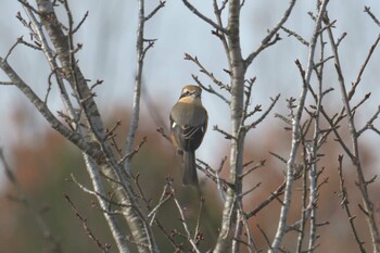 Bull-headed Shrike Mie-ken Ueno Forest Park Fri, 12/10/2021