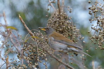 Pale Thrush Mie-ken Ueno Forest Park Fri, 12/10/2021