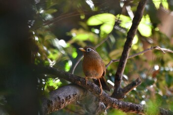 2021年12月4日(土) 東京都立桜ヶ丘公園(聖蹟桜ヶ丘)の野鳥観察記録