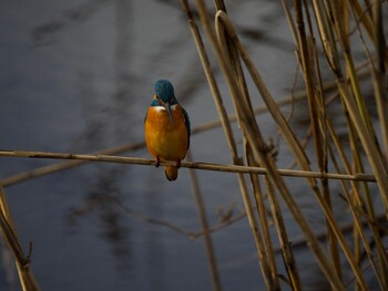 Common Kingfisher 境川遊水地公園 Fri, 12/10/2021